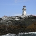 lighthouse_island_seal_machias_h_2256_can1374.jpg